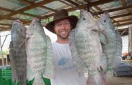 Cheap Chinese Tilapia, High Cost Of Production Collapsing Local Tilapia Business