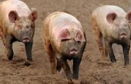 W/R: 17 Pigs Killed By Africa Swine Flu– Veterinary Services